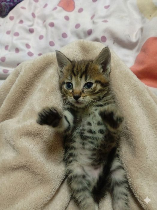 Отдам даром котят смесь с Мейн куном