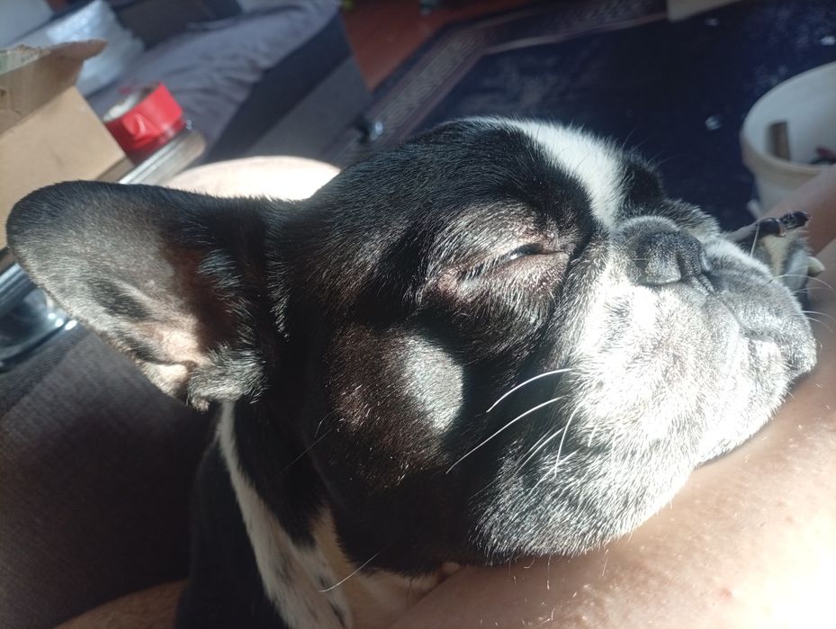 Французский бульдог. Щенки.