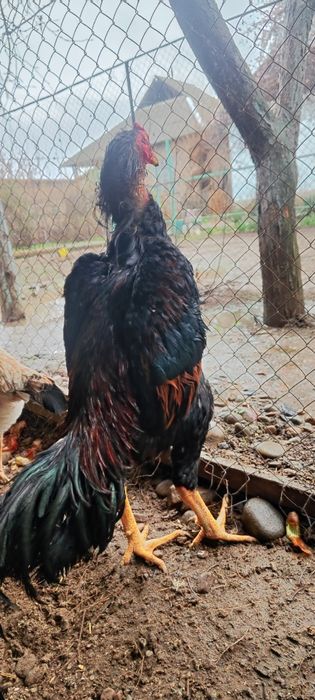 Продаётся привозной Корейский петух