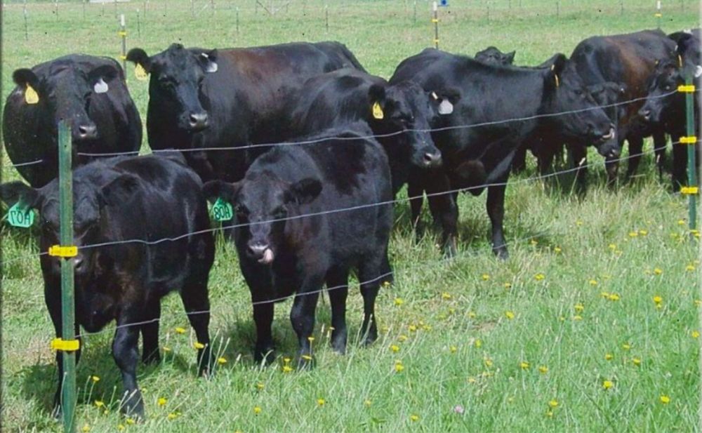 Электропастух Электрический забор Гинератор импульсов СТАТИК 3М