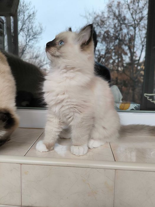 Регдол рагдол Рег дол раг дол