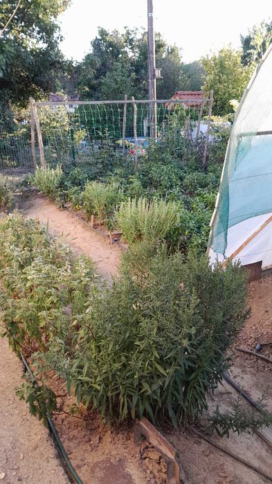 Продава се Къща в с. Калипетрово, Област Силистра - 50 кв.м за 918 €/кв.м - Снимка #10