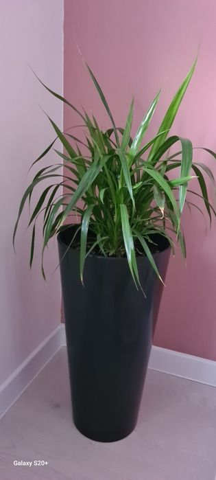 Панданус в высоком кашпо