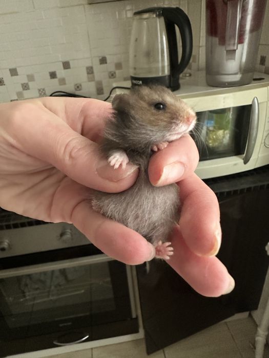 Продам сирийский хомячков