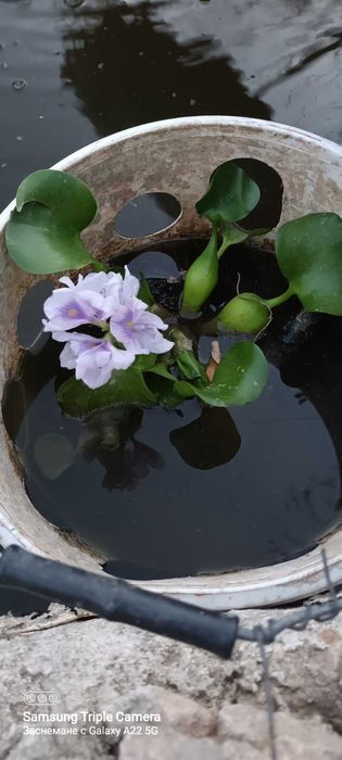 Риби таранка,златни и Кои, изграждане на градински езерца