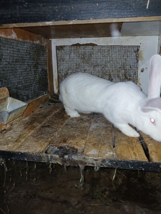 Iepuri de vinzare uriaș german și fluture