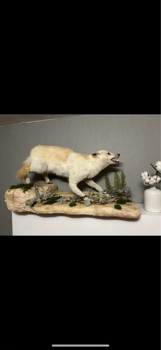 Препариран бял чакал