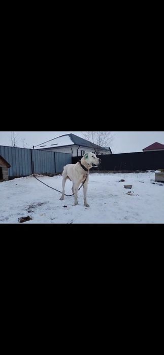 Ит сатылады 100000