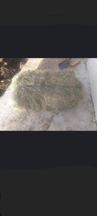 Vând baloti de fan.