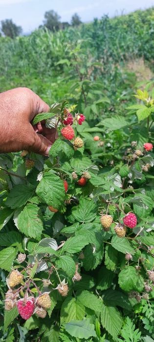 Малина ремонтатная очень хорошего сорта