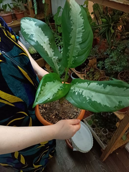 Комнатные растения