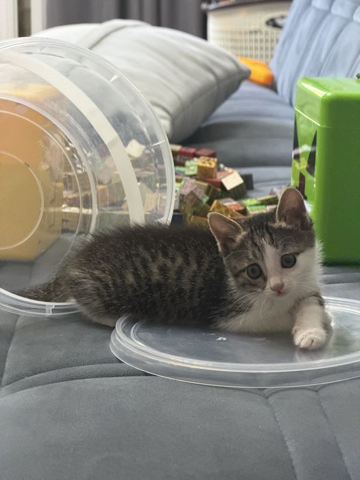 Котенок в добрые руки