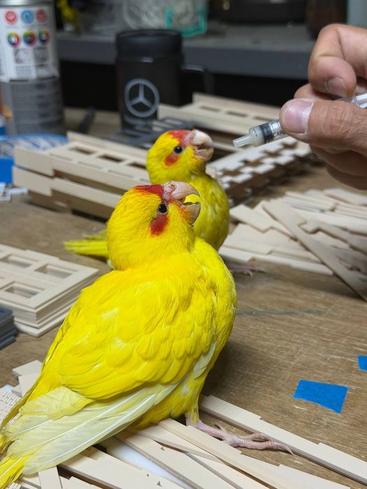 Ручной попугай какарик