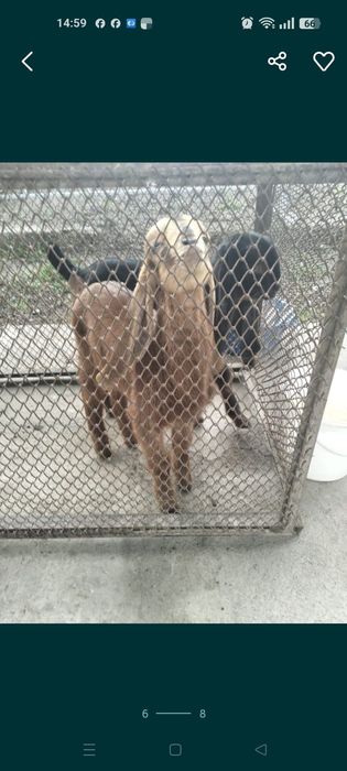 Таза қанды теке лақтар