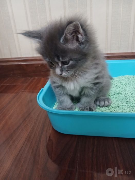 Котенок Мейнкун  полидакт