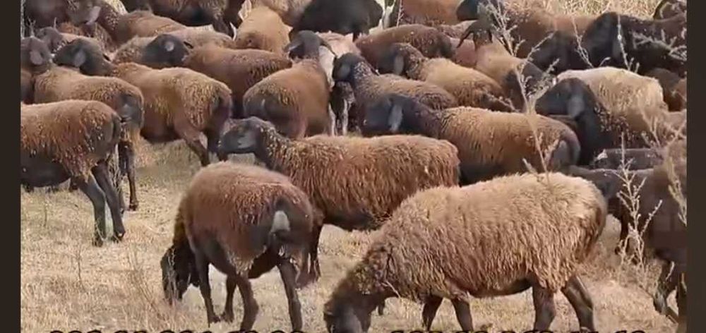 Чорва моллари муборак