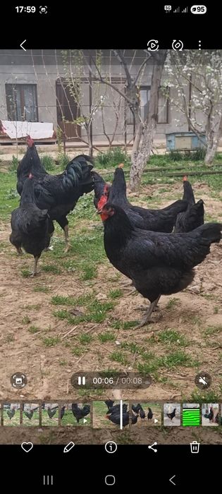 Gigant Qora Shaxzoda