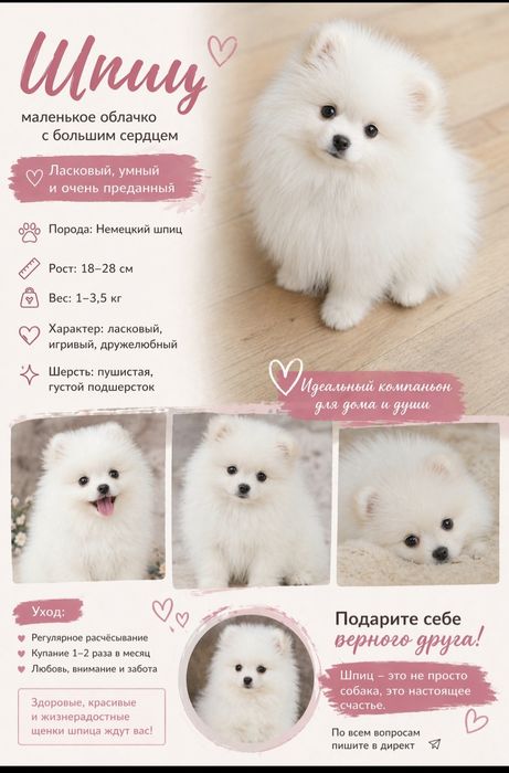 Йоркширский-Терьер, Немецкий-Шпиц ЩЕНКИ