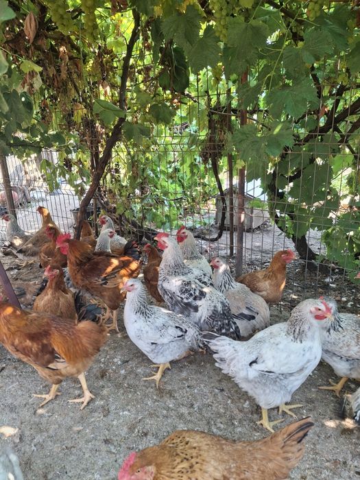 Motate olandeze, curcani negri cocosei rasa mixta  si cocosii italiana argintie vânzare..