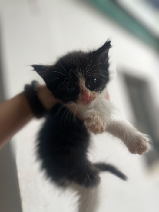 Отдаю котят в добрые руки.