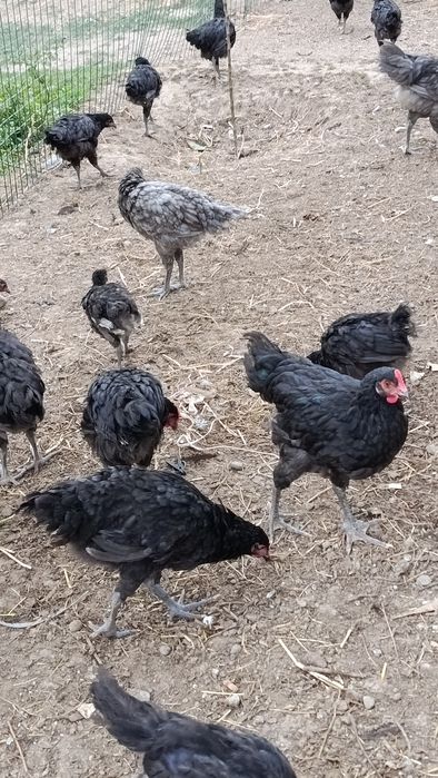 Продается цыплята Джерсиский гигант