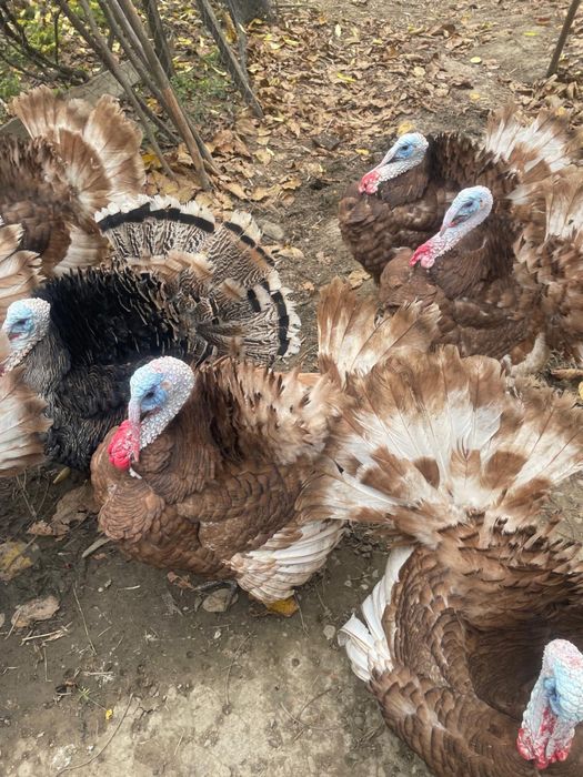 Curcani rosu de borboun de vanzare și pui