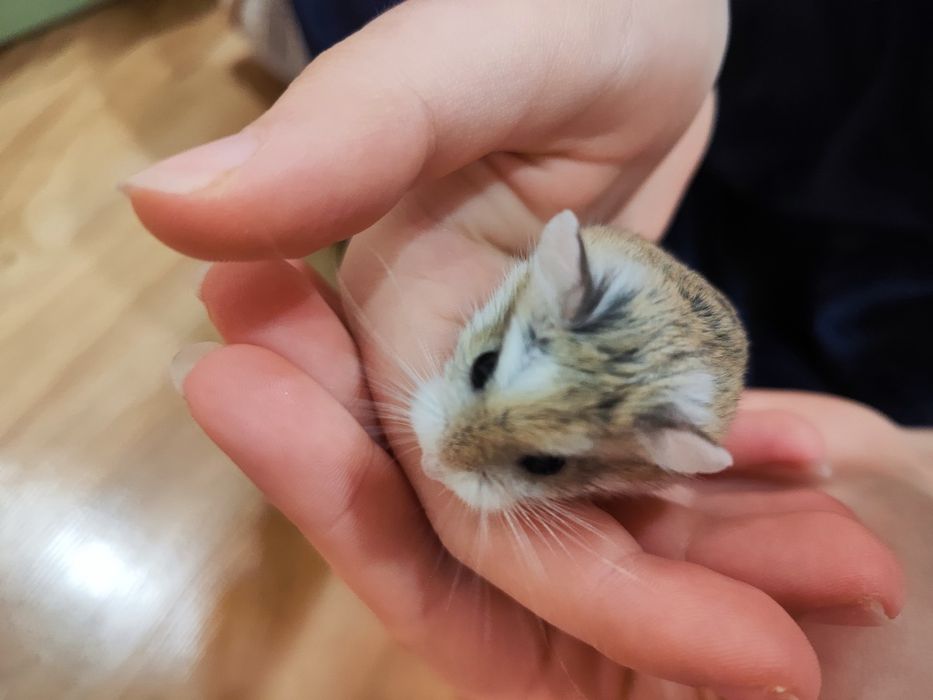 Хамстер малък в отлично здраве