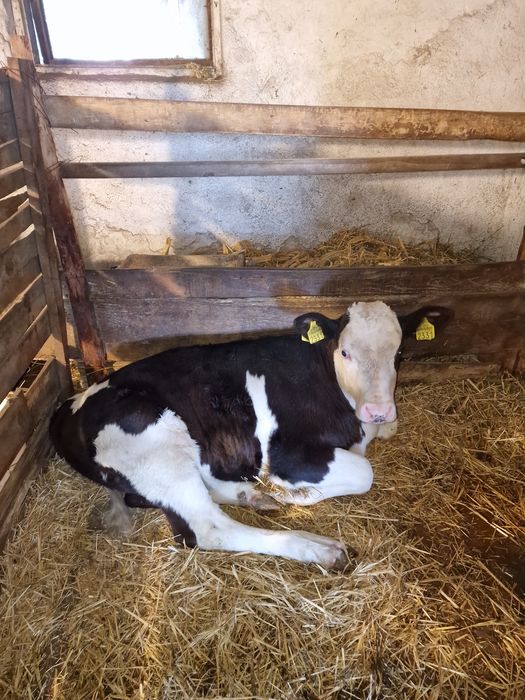 Vițea de lapte 2,5 luni