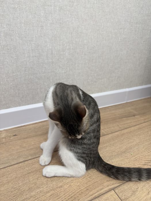 Котенок мальчик, игривый, отдам в добрые руки