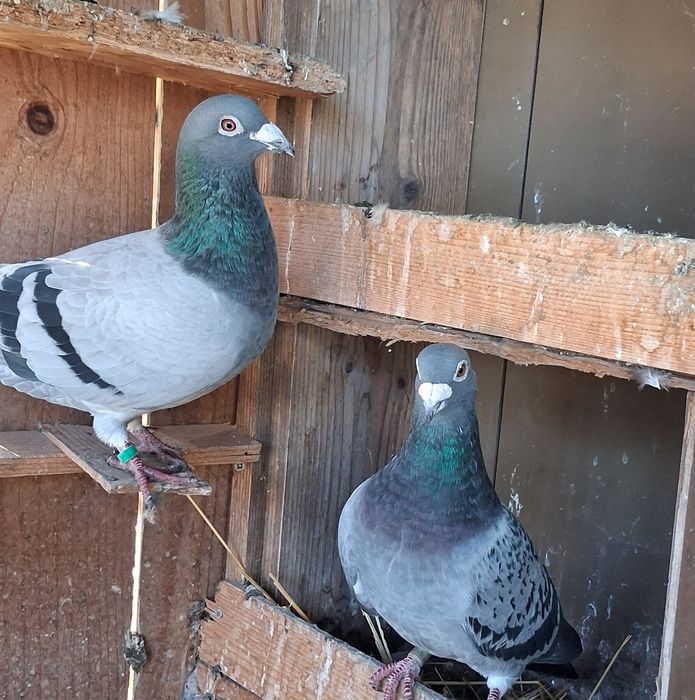 Porumbei de vanzare!