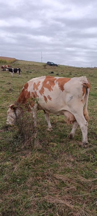 Vand vaca cu lapte sau / abator