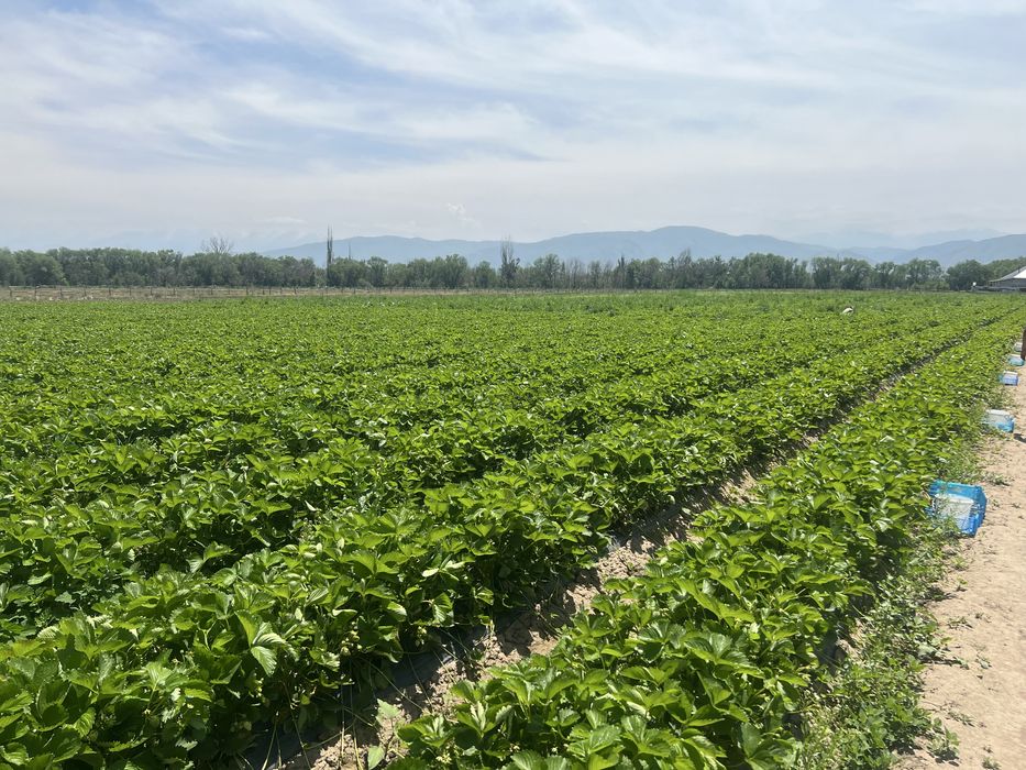 Продам участок Касымбек