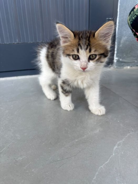 Котенок вислоухий два месяца