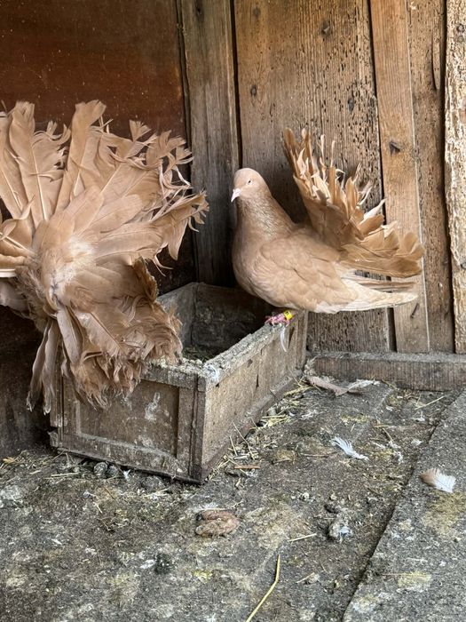 Продавам  животни.