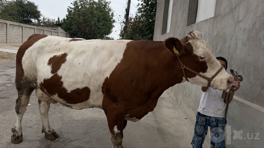 Afstriski semental sigir sotiladi