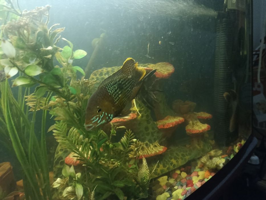 Продаю хищников цена договорная