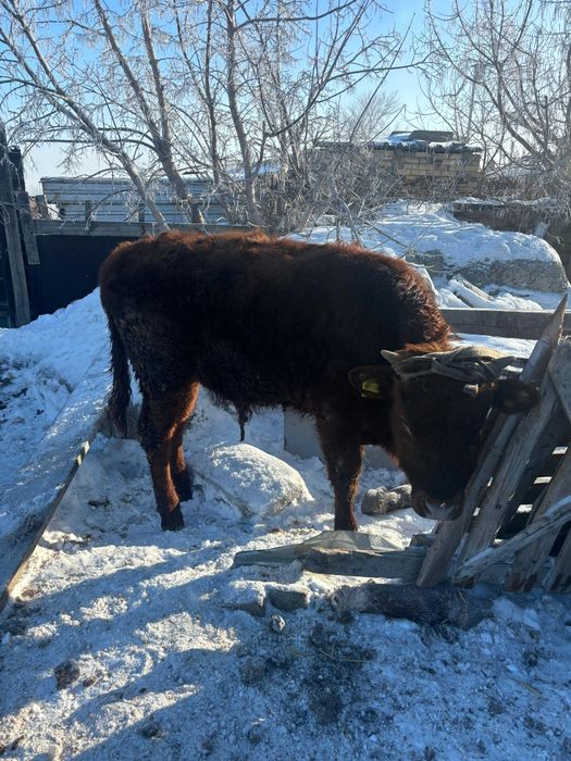 Продаётся бычок 11 мес