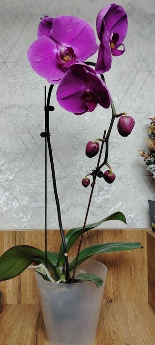 Орхидея Phalaenopsis