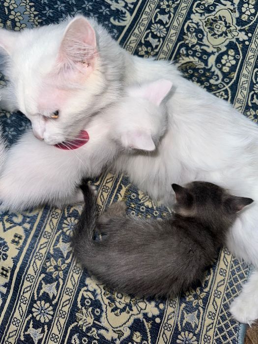 мысықтар 2 еу платный