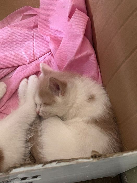 Отдам котенка даром