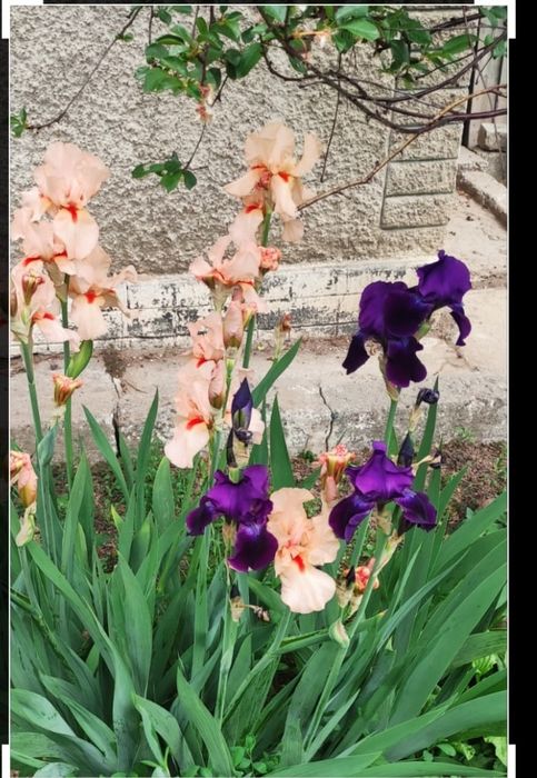 Ирисы на рассаду