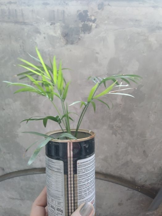 Комнатные растения