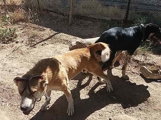 Осы кушык Сатылады