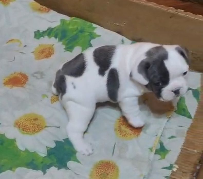 Бело лиловая девочка французский бульдог