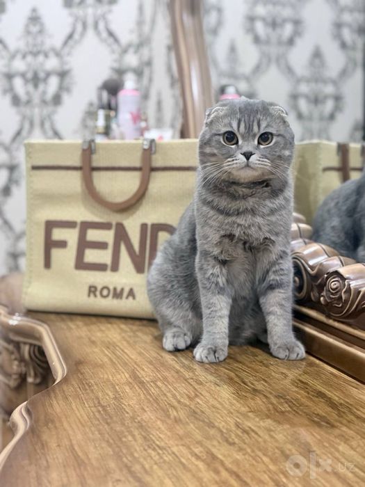 Кот вислоухий серый