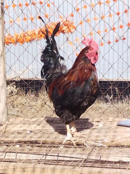 Продам активных петухов