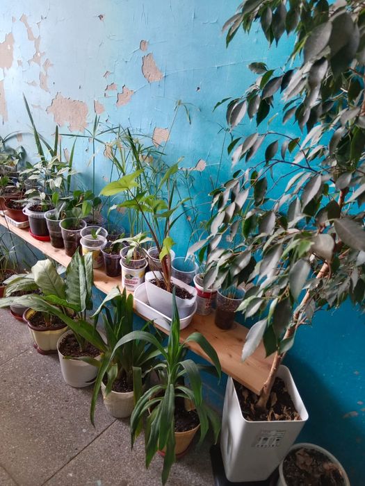 Цветы разные все