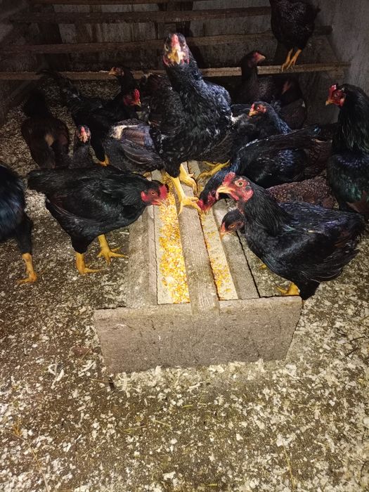 Vând ouă de incubat de la găini de rasă combatant indian