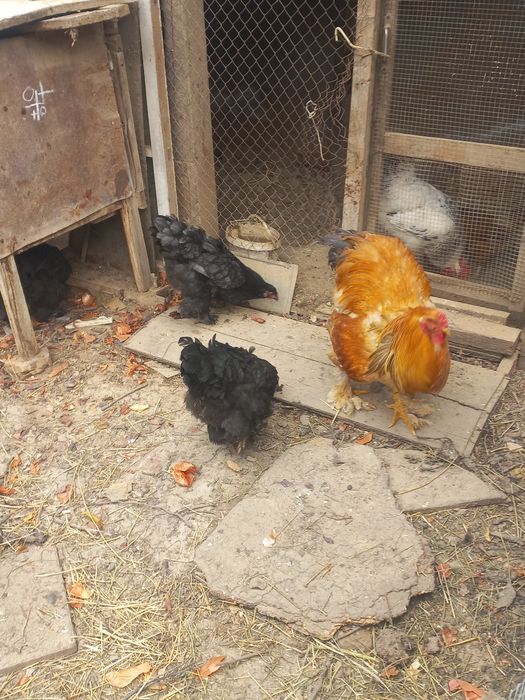 Brama tuxumlari sotiladi