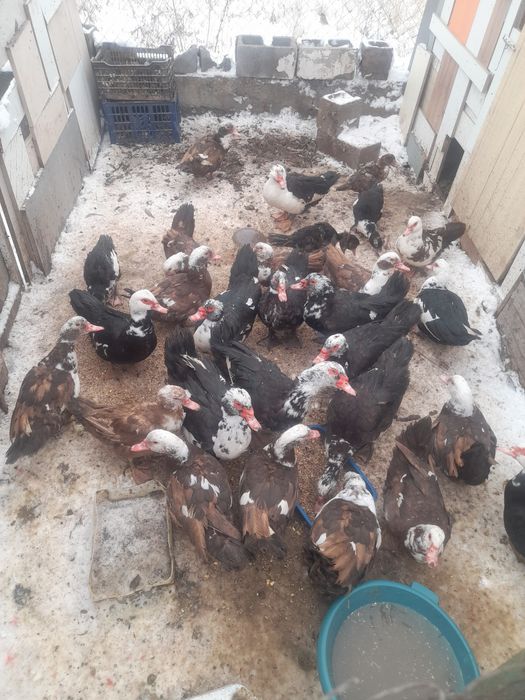 Продаю  индоуток